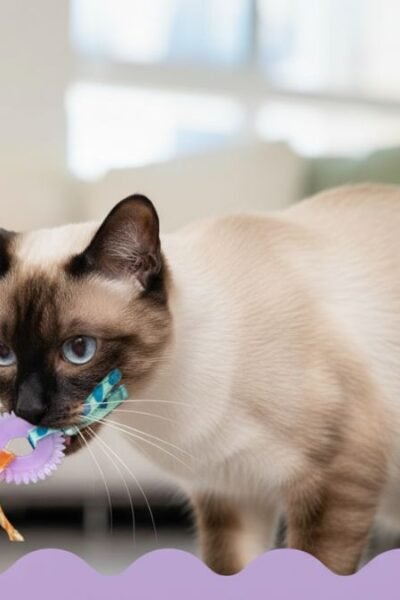 Catstages Brinquedo dental durável para gatos