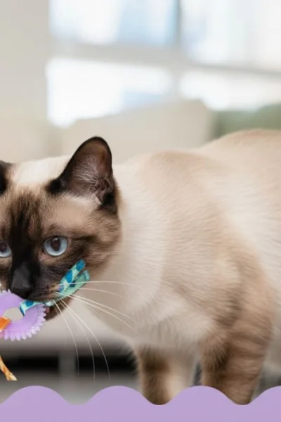 Catstages Brinquedo dental durável para gatos