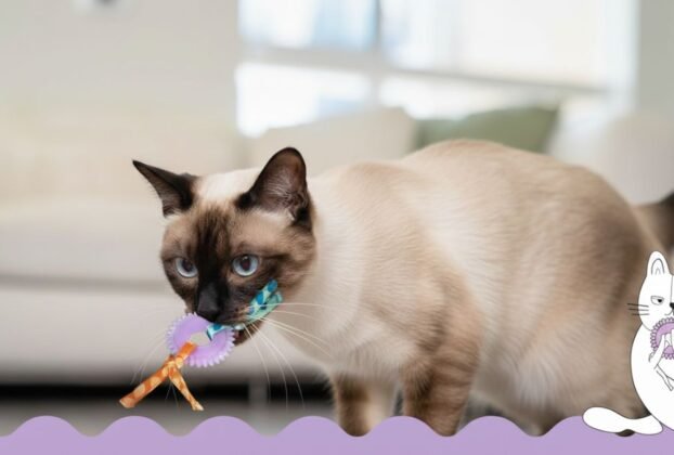 Catstages Brinquedo dental durável para gatos