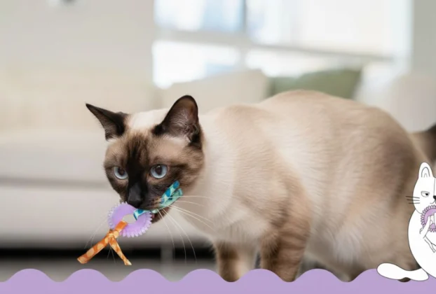 Catstages Brinquedo dental durável para gatos