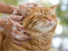 Shampoo para Gatos com a Pele Sensível