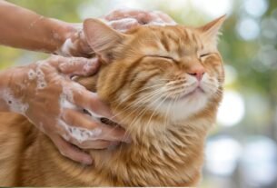 Shampoo para Gatos com a Pele Sensível