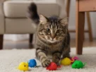 O Brinquedo Para Gatos Idosos