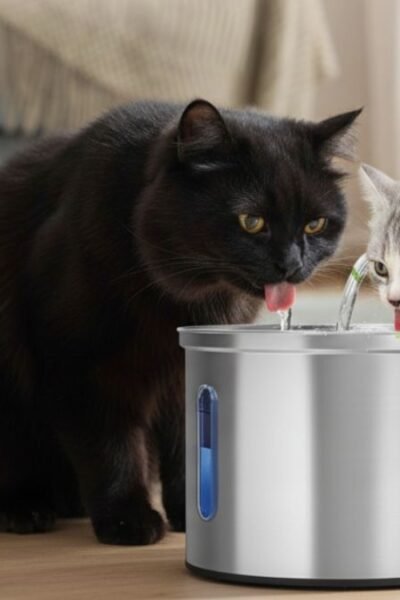 bebedouro para gatos inox