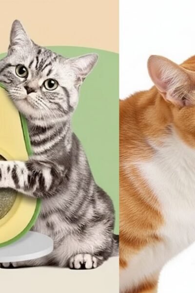 Catnip Abacate Brinquedo Interativo Gatos Atiça Curiosidade