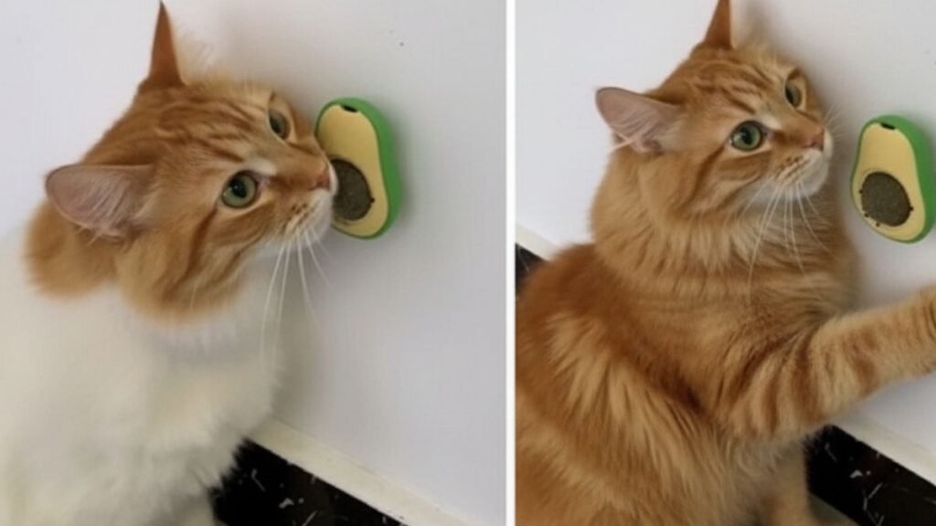 Catnip Abacate Brinquedo Interativo para Gatos Atiça Curiosidade. Vale a pena? 3 Catnip Abacate Brinquedo Interativo para Gatos Atiça Curiosidade